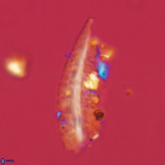 Pennalithus rugosus VR 18772