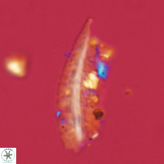 Pennalithus rugosus VR 18772