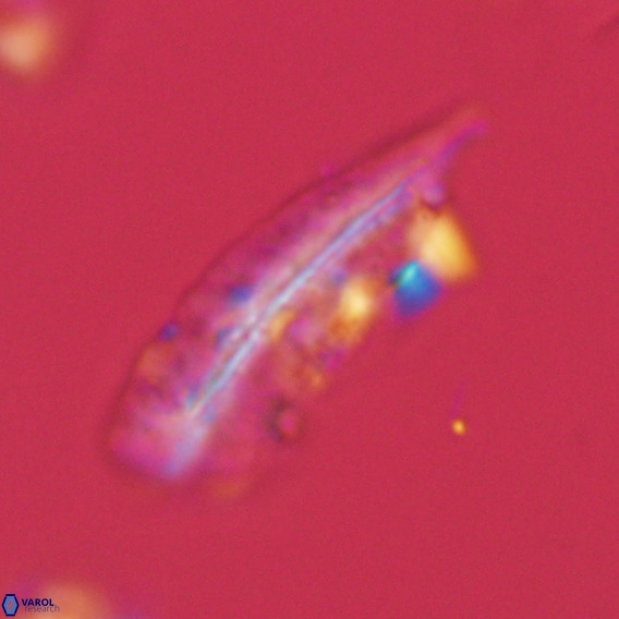 Pennalithus rugosus VR 18773