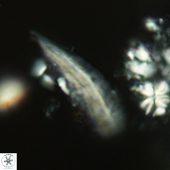 Pennalithus rugosus VR 18784