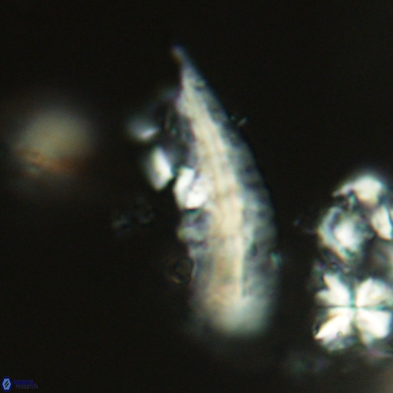 Pennalithus rugosus VR 18785