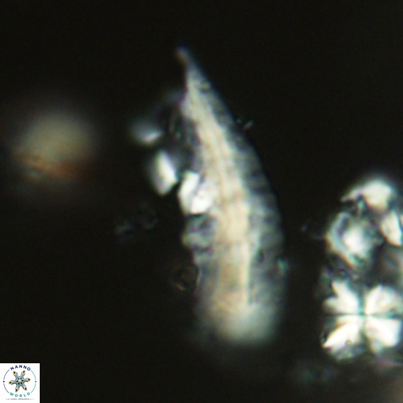 Pennalithus rugosus VR 18785
