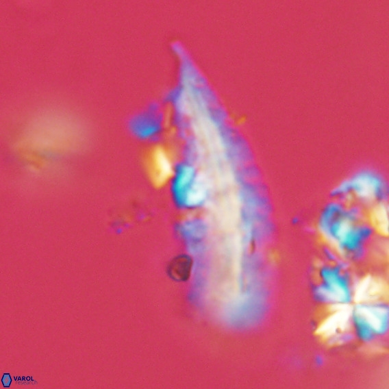 Pennalithus rugosus VR 18786