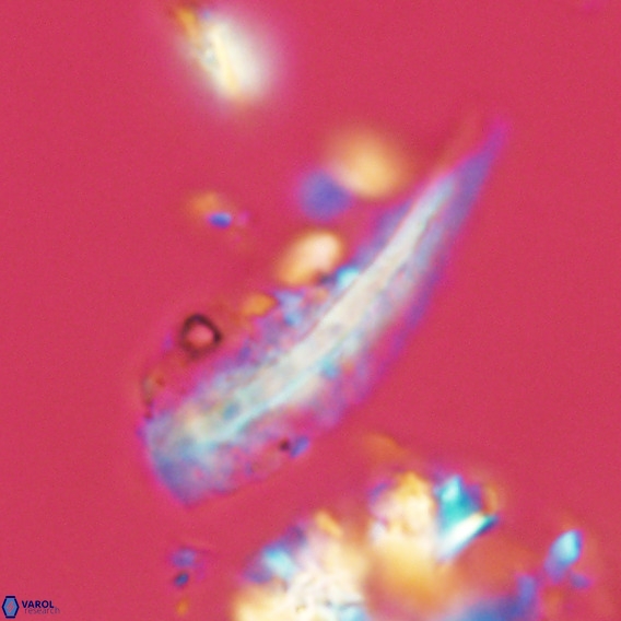 Pennalithus rugosus VR 18787