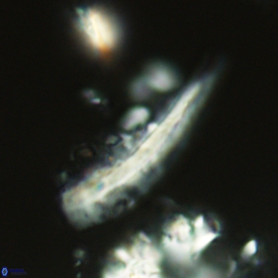 Pennalithus rugosus VR 18788