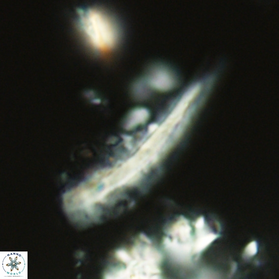 Pennalithus rugosus VR 18788