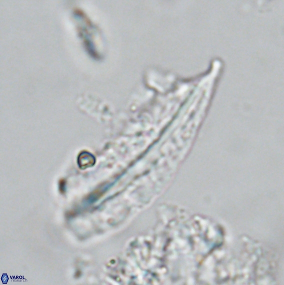 Pennalithus rugosus VR 18789