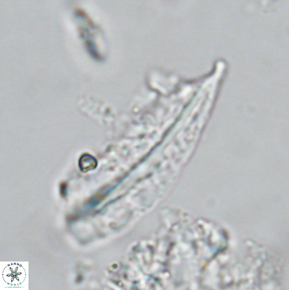 Pennalithus rugosus VR 18789