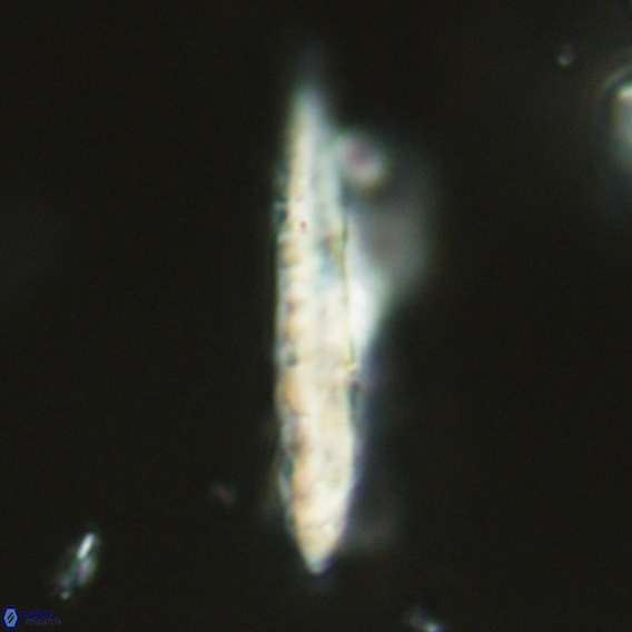 Pennalithus rugosus VR 18781