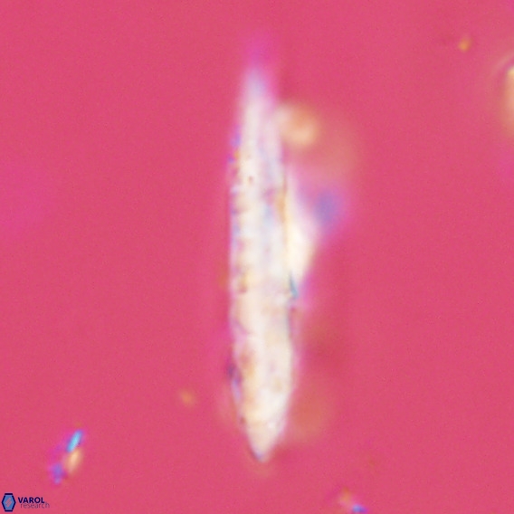 Pennalithus rugosus VR 18782