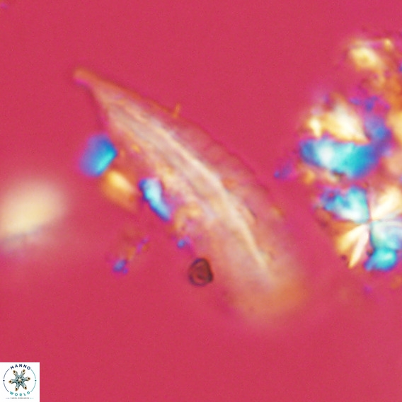 Pennalithus rugosus VR 18783