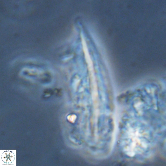 Pennalithus rugosus VR 18794