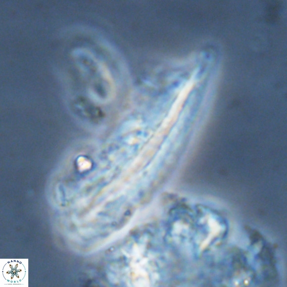Pennalithus rugosus VR 18795