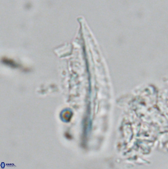 Pennalithus rugosus VR 18790