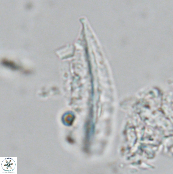 Pennalithus rugosus VR 18790