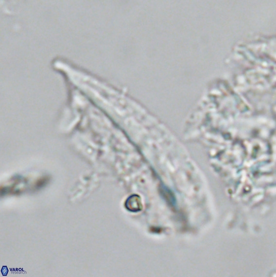 Pennalithus rugosus VR 18791