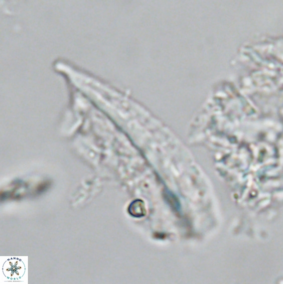 Pennalithus rugosus VR 18791