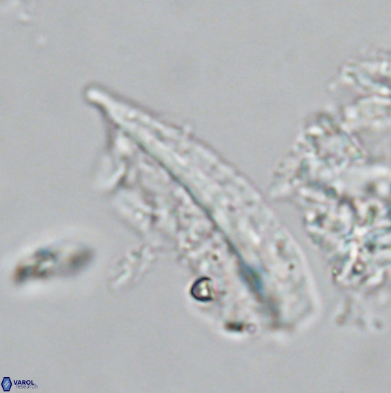 Pennalithus rugosus VR 18792