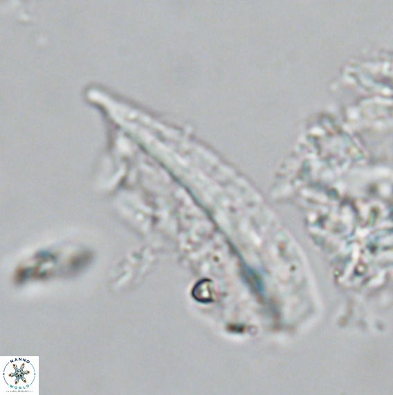 Pennalithus rugosus VR 18792