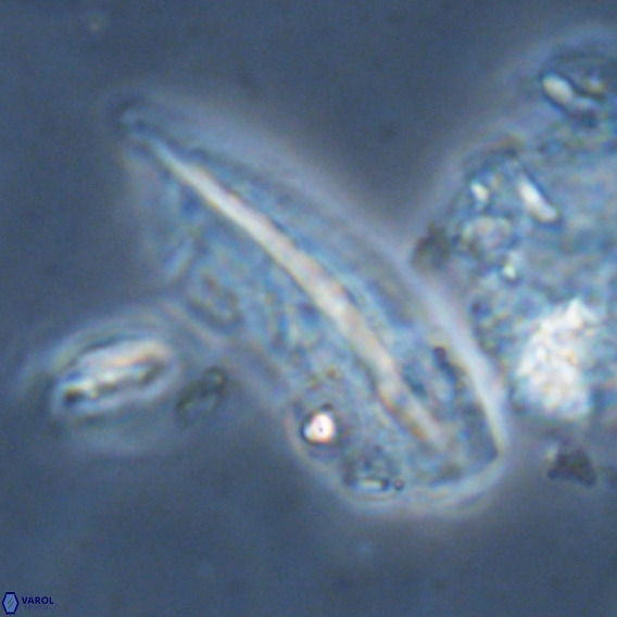 Pennalithus rugosus VR 18793