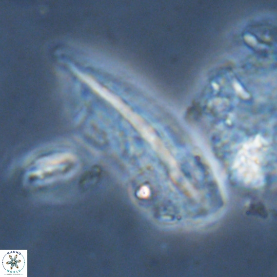 Pennalithus rugosus VR 18793