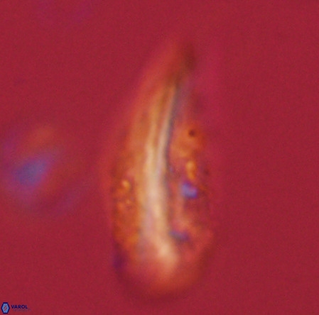 Pennalithus rugosus VR 19054