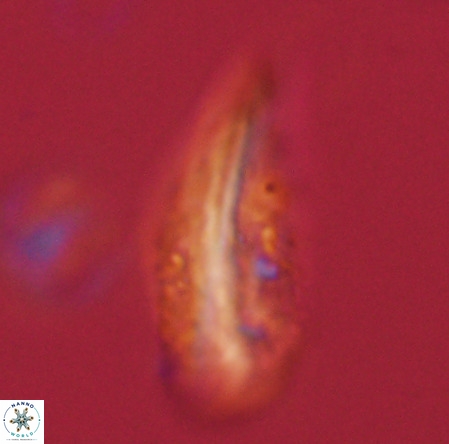Pennalithus rugosus VR 19054