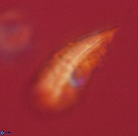 Pennalithus rugosus VR 19055