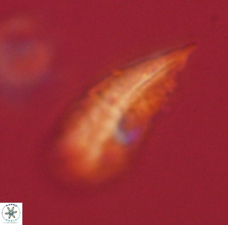 Pennalithus rugosus VR 19055