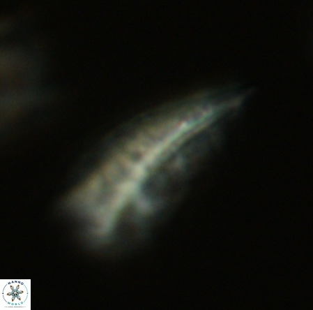 Pennalithus rugosus VR 19056