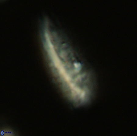 Pennalithus rugosus VR 19057