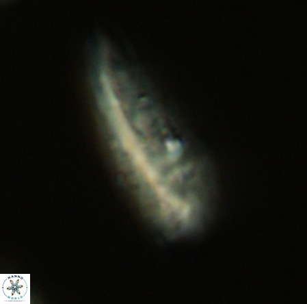 Pennalithus rugosus VR 19057