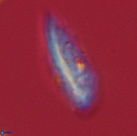 Pennalithus rugosus VR 19058