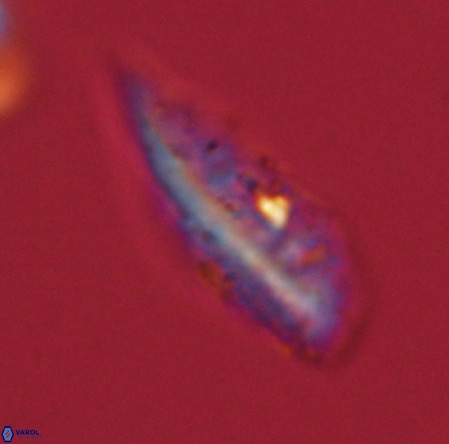 Pennalithus rugosus VR 19059