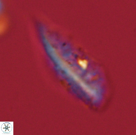 Pennalithus rugosus VR 19059