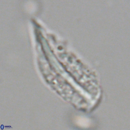 Pennalithus rugosus VR 19052