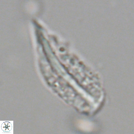 Pennalithus rugosus VR 19052