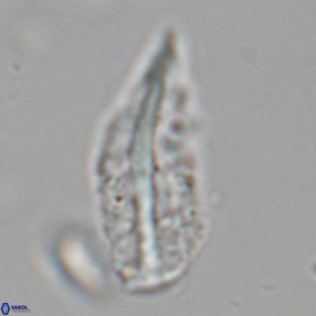 Pennalithus rugosus VR 19053