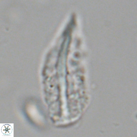 Pennalithus rugosus VR 19053