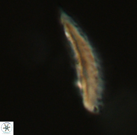 Pennalithus rugosus VR 19064