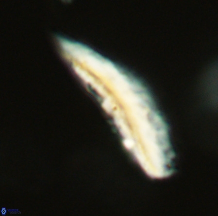 Pennalithus rugosus VR 19065