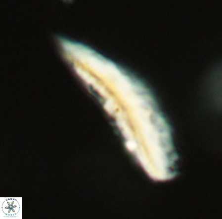 Pennalithus rugosus VR 19065