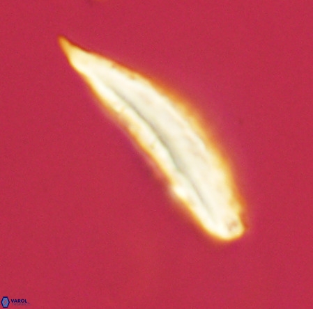 Pennalithus rugosus VR 19067