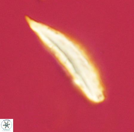 Pennalithus rugosus VR 19067