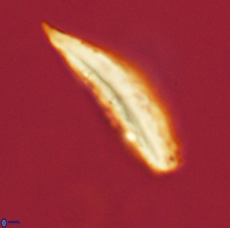 Pennalithus rugosus VR 19068