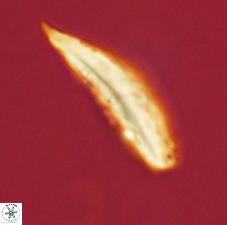 Pennalithus rugosus VR 19068