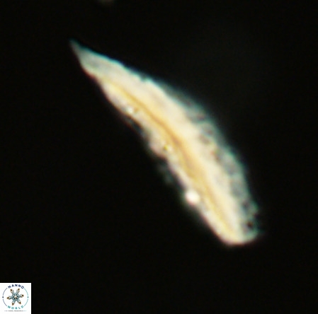 Pennalithus rugosus VR 19069
