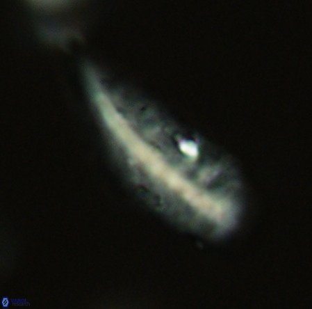 Pennalithus rugosus VR 19060