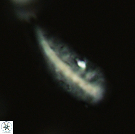 Pennalithus rugosus VR 19060