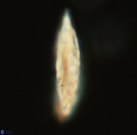 Pennalithus rugosus VR 19061